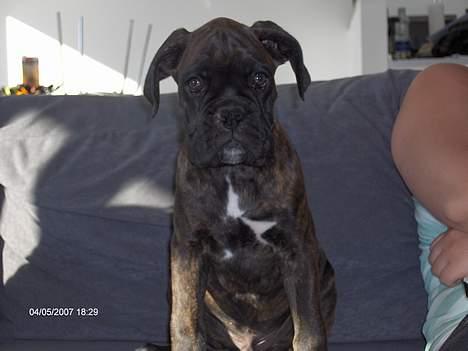 Boxer Ozzie billede 11