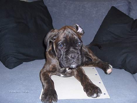 Boxer Ozzie billede 12