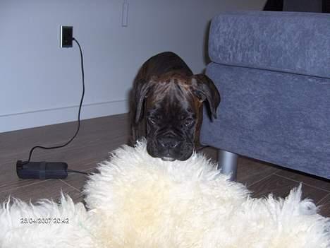 Boxer Ozzie billede 13