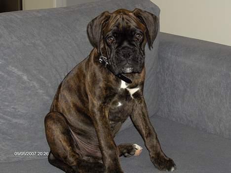 Boxer Ozzie billede 14