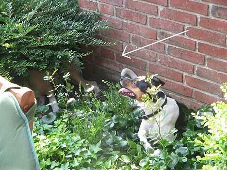 Amerikansk staffordshire terrier Daisy billede 16