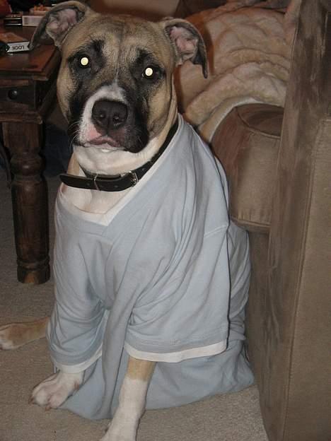 Amerikansk staffordshire terrier Daisy billede 17