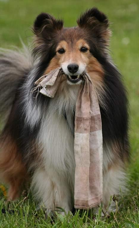 Shetland sheepdog Diva - Diva ser agility - maj 07 billede 13