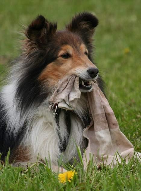 Shetland sheepdog Diva - Diva ser agility - maj 07 billede 14