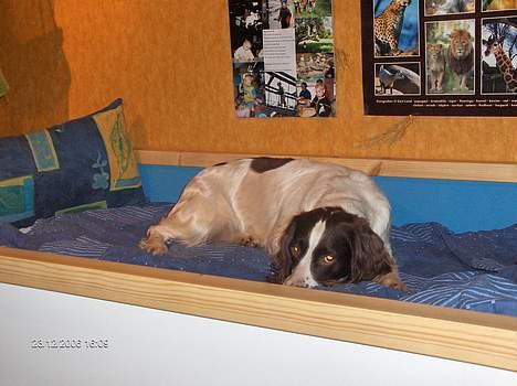 Field Trial spaniel Dina - Dina 07 I min lille brors seng billede 4