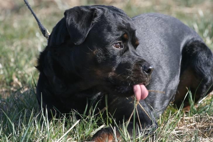 Rottweiler Aion billede 1