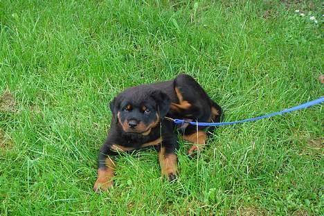 Rottweiler Aion billede 2