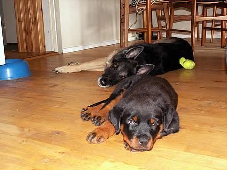 Rottweiler Aion billede 3