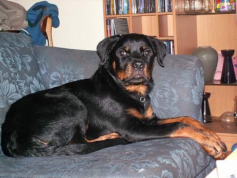 Rottweiler Aion billede 4