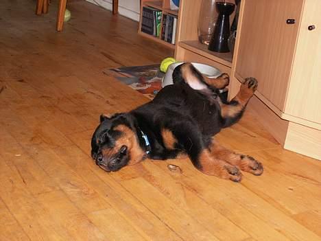 Rottweiler Aion billede 5