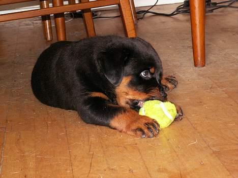 Rottweiler Aion billede 6
