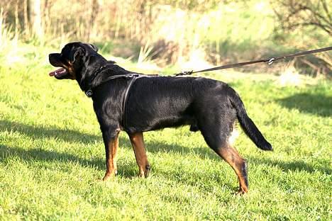 Rottweiler Aion billede 7