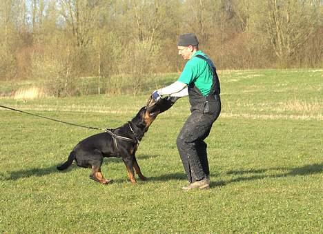 Rottweiler Aion billede 8