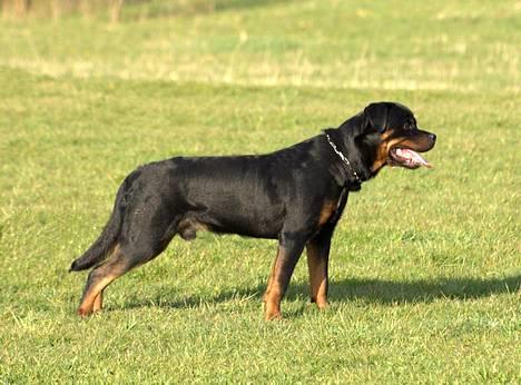 Rottweiler Aion billede 9