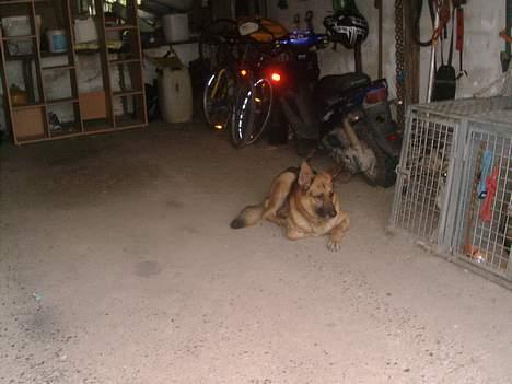 Schæferhund rex billede 16