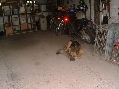 Schæferhund rex billede 17