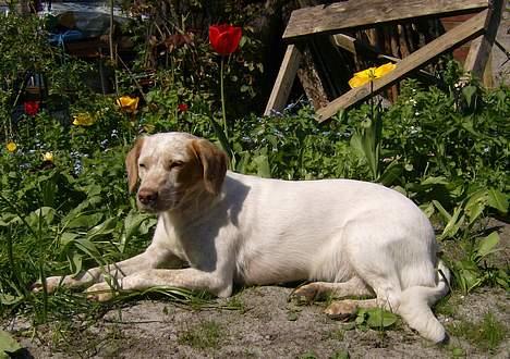 Blanding af racer Lucy - jeg ligger lige og er lækker...og sol absorberende i haven  billede 1