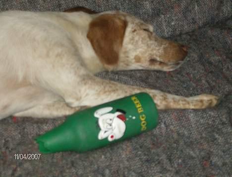 Blanding af racer Lucy - TØMMERMÆND...vi kender det allesammen billede 2