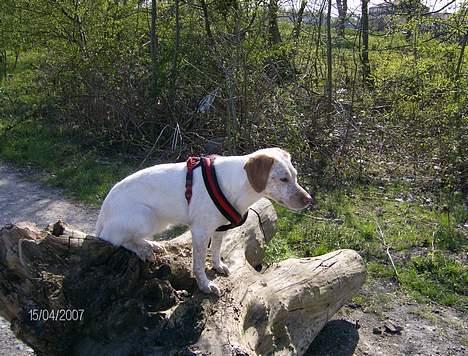 Blanding af racer Lucy - åh skal jeg nu portrætere igen...ok da det her er min pæne side...  billede 3