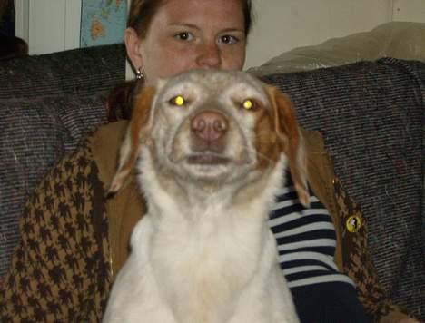 Blanding af racer Lucy - det her ansigt Lucy laver er aldrig til at tage fejl af...giv mig massage!! billede 4