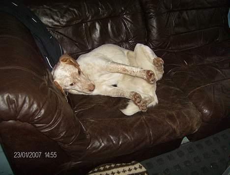 Blanding af racer Lucy - der er nogen der siger man ikke må grine af en hund...heller ikke hvis man sys den er søøød men sjov billede 5