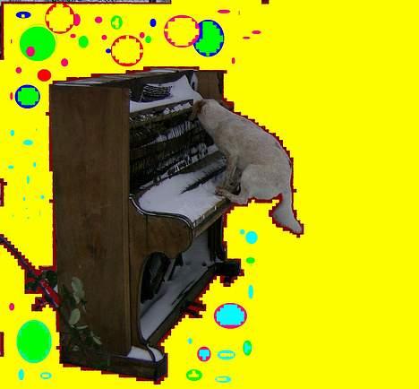 Blanding af racer Lucy - lucy giver den gas med jazz og alle fire poter billede 7