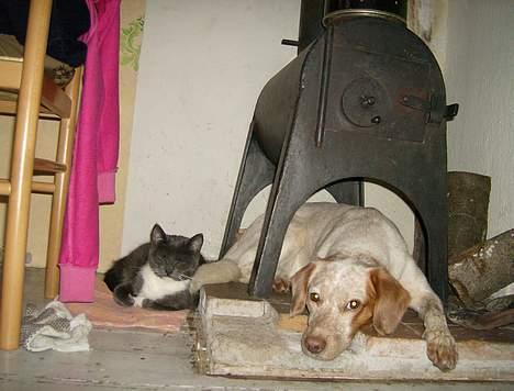 Blanding af racer Lucy - nogen gange må man lige hen og tjække om der er ved at gå ild i hende,  billede 10