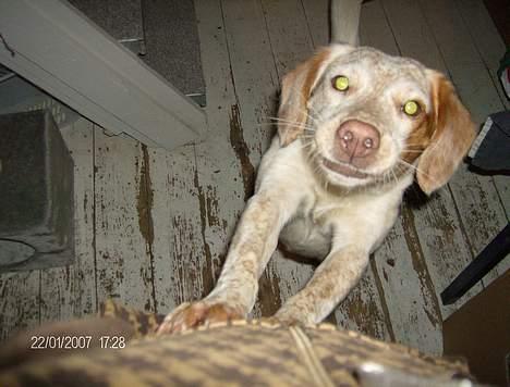 Blanding af racer Lucy - jeg hopper op uanset om jeg må eller ej du kan ikke stoppe mig ha ha!!!så fik du den billede 12