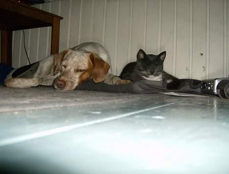 Blanding af racer Lucy - tv hygge...  billede 13