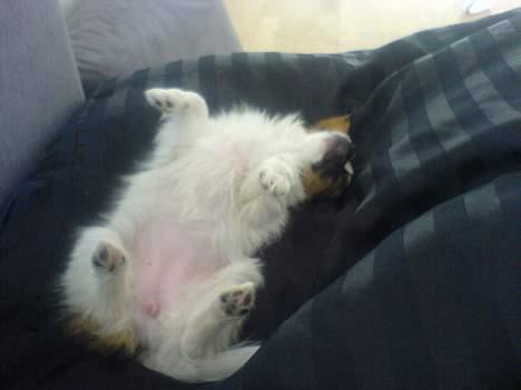 Papillon Mie (død) billede 2