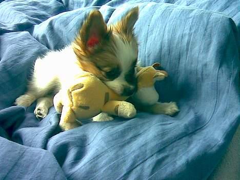 Papillon Mie (død) billede 3