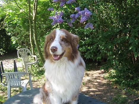 Australian shepherd Onedis Oden  billede 13