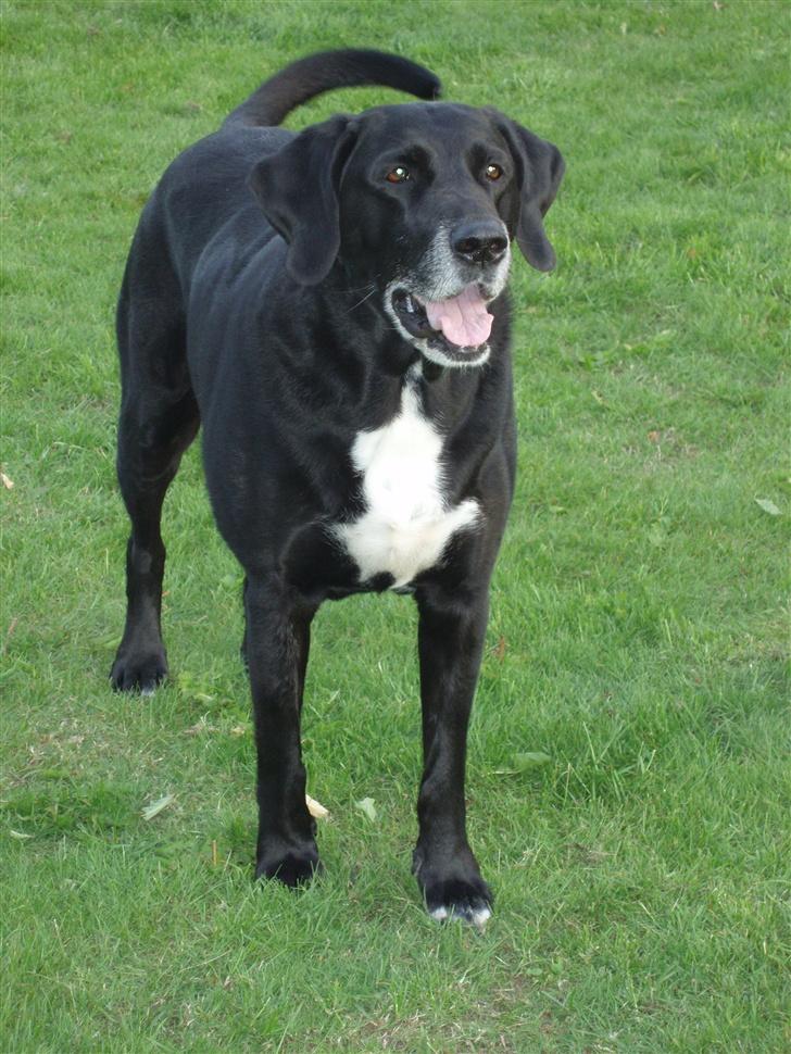 Blanding af racer Nala  R.I.P - ingen udf. - Rulletur i haven, selvfølgelig med noget i munden.... det har hun altid... billede 1