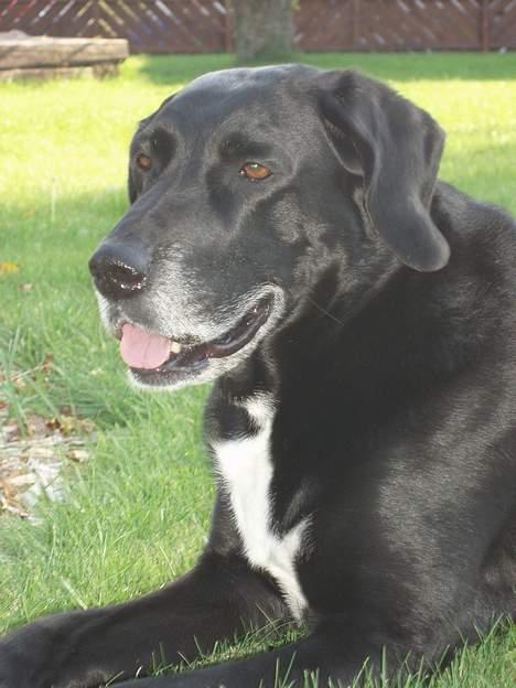 Blanding af racer Nala  R.I.P - ingen udf. billede 3
