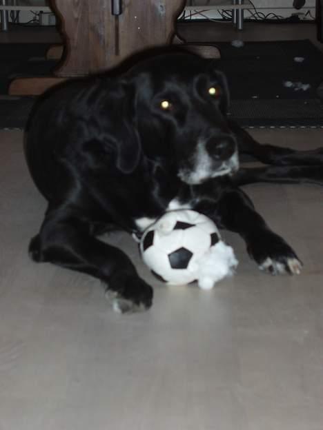 Blanding af racer Nala  R.I.P - ingen udf. - HARJ:::: billede 4