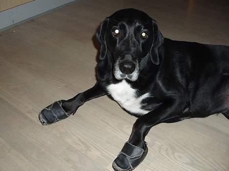 Blanding af racer Nala  R.I.P - ingen udf. - Går i små sko... billede 7