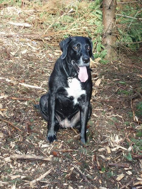 Blanding af racer Nala  R.I.P - ingen udf. - Tungen bliver lang af at løbe i skoven. billede 8