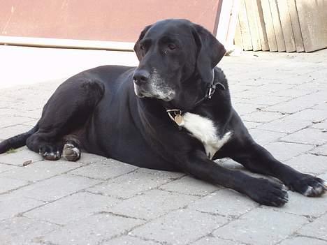 Blanding af racer Nala  R.I.P - ingen udf. - Tager lige en slapper på terassen. billede 9