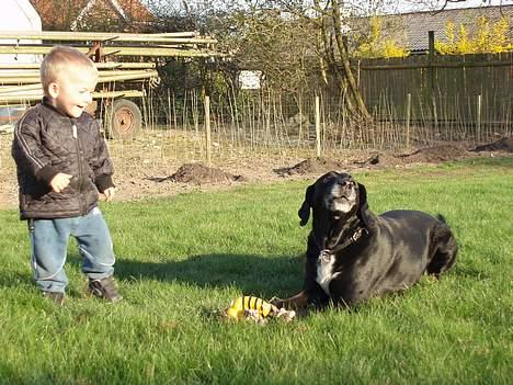 Blanding af racer Nala  R.I.P - ingen udf. - uhhhhh... hvis bare du gider at kaste med den igen!!!! billede 12