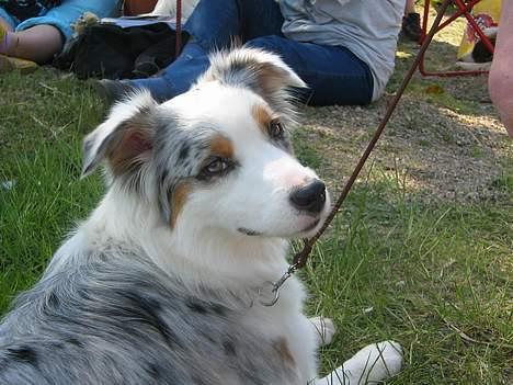 Australian shepherd izzi - nøj hvor er her varmt i dag billede 16