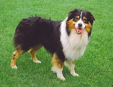 Australian shepherd izzi - her er cific som skal være far til mine hvalpe billede 20