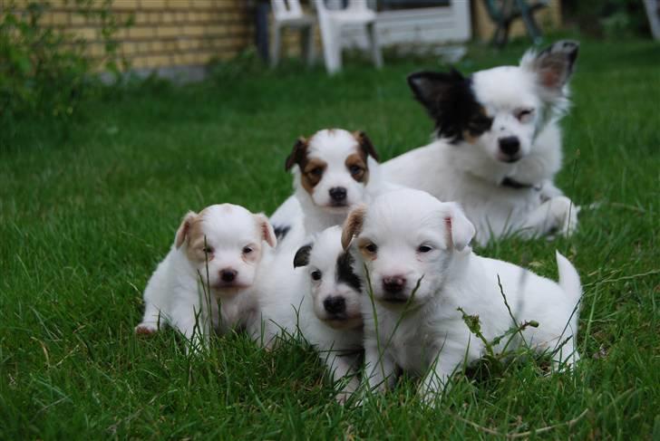 Blanding af racer Minie billede 15