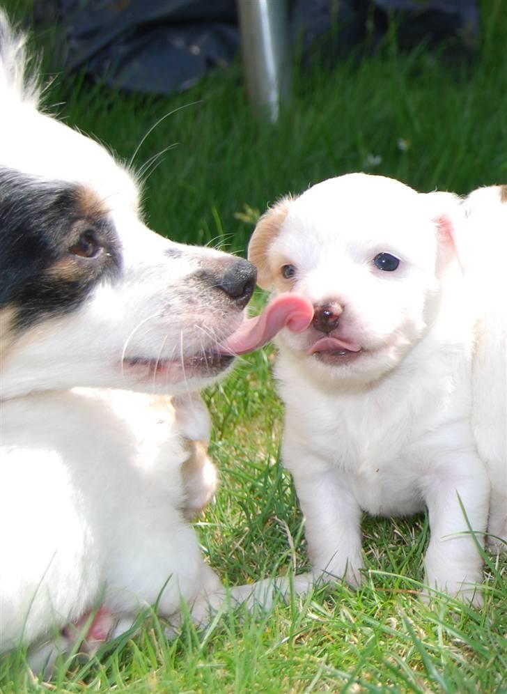 Blanding af racer Minie billede 16