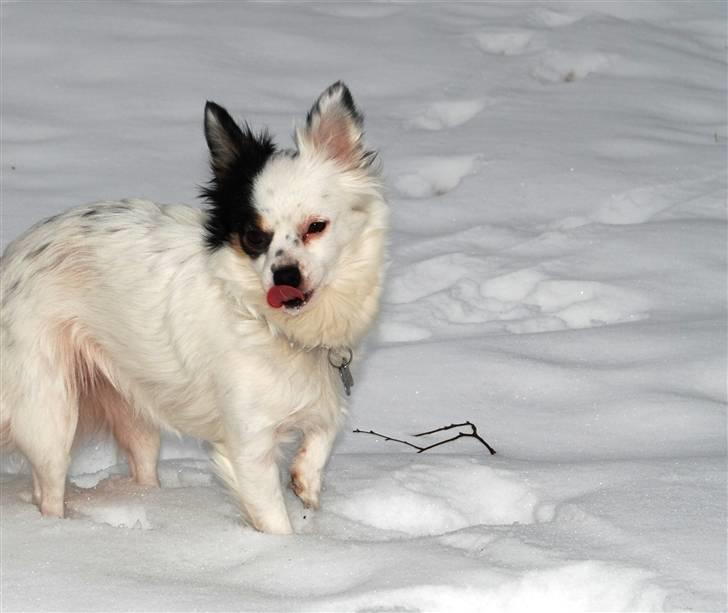 Blanding af racer Minie billede 17