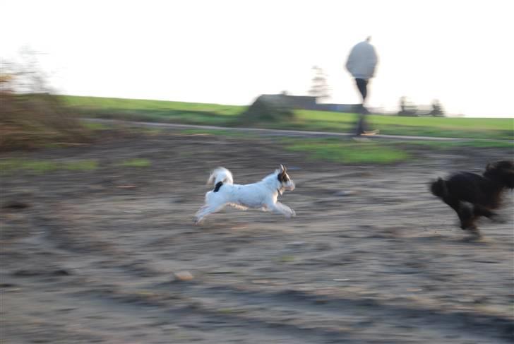 Blanding af racer Minie billede 18