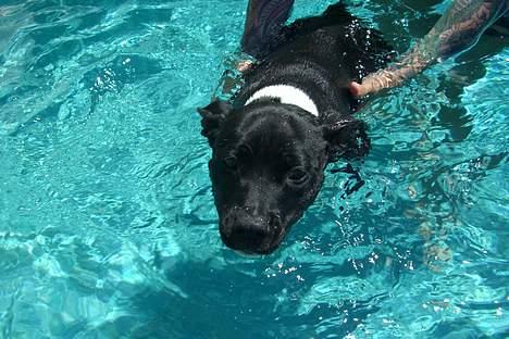 Staffordshire bull terrier Eya billede 12