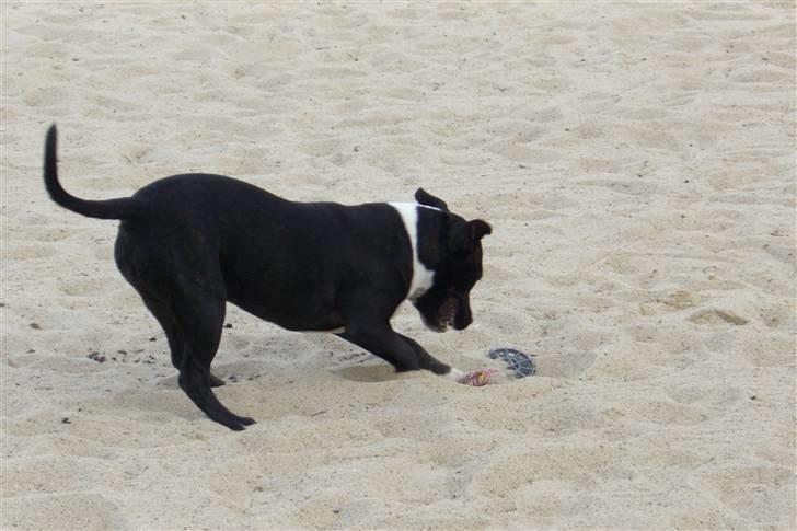 Staffordshire bull terrier Eya billede 13