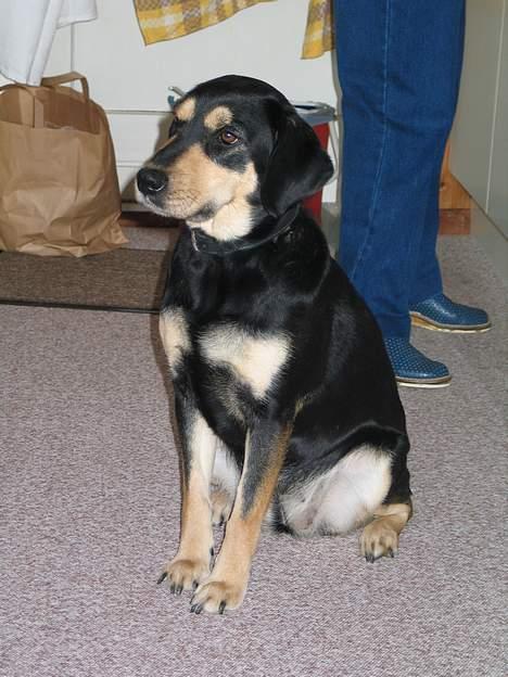 Blanding af racer Java - Smil til fotografen :) billede 1