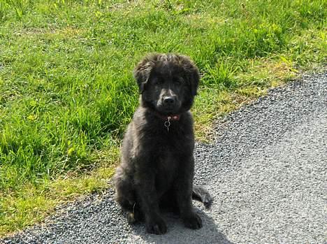 Blanding af racer Diva billede 10