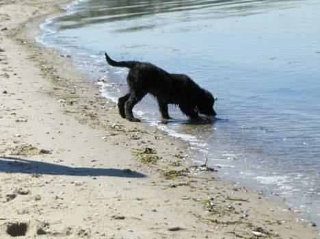 Blanding af racer Diva - Min første strandtur. billede 11